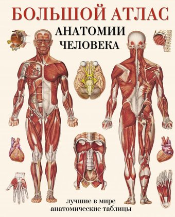 Энциклопедия издательства АСТ. Большой атлас анатомии человека (Махиянова Е.)