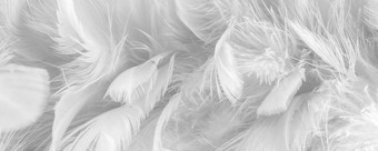 Фотообои ФабрикаФресок Серые перья 157280 (700x280)