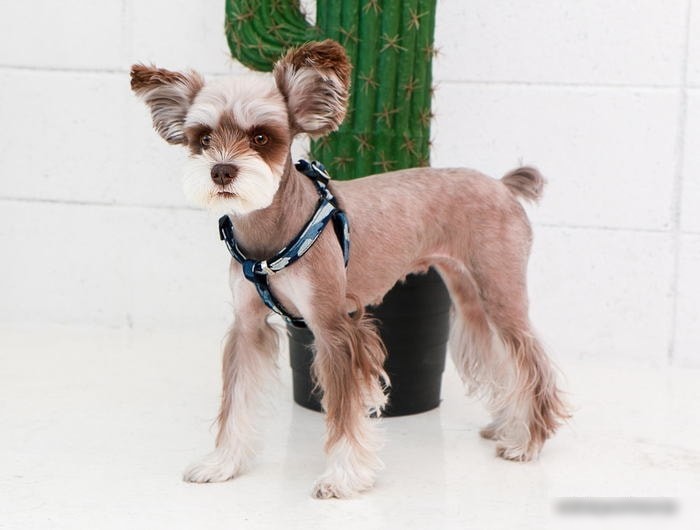Шлея Puppia Bobby X L (синий камуфляж)